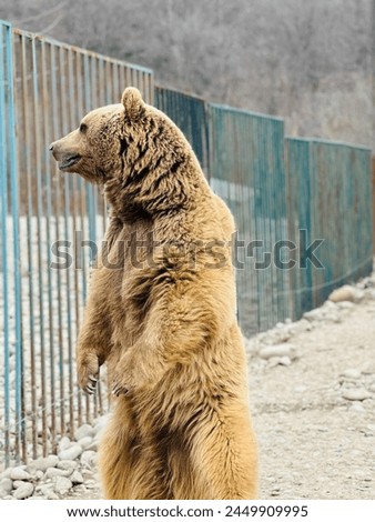 A brown bear stands tall, peering through a fence in an open zoo, symbolizing the captivity and longing for freedom in a poignant wildlife image.