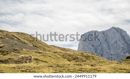 Seiser Alm, Italy, Dolomites, Alps, landscape, panoramic, views, mountain, meadows, rolling hills, breathtaking, scenery, alpine, beauty, picturesque, tranquil, tranquility, serene, majestic, peaks