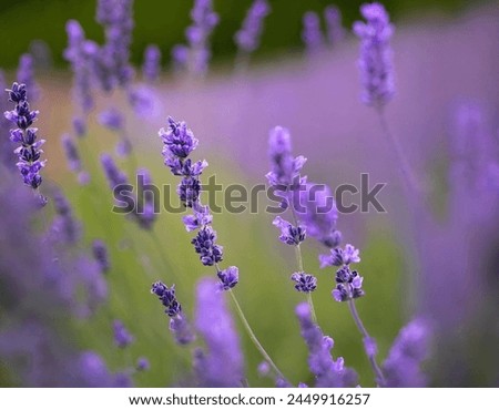 A clear picture of a lavender plant
