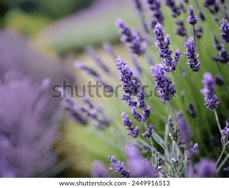 A clear picture of a lavender plant
