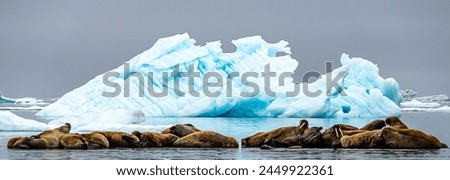 Atlantic female walrus on an ice floe in front of a large blue iceberg, Spitsbergen on the Svalbard archipelago
