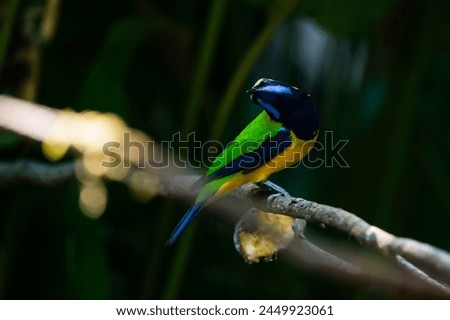 Orange-bellied Leafbird The head and upper body are green, the face, neck and upper chest are black, the antennae are bright blue, the wings and tail are dark blue. Chest and lower body orange