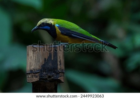 Orange-bellied Leafbird The head and upper body are green, the face, neck and upper chest are black, the antennae are bright blue, the wings and tail are dark blue. Chest and lower body orange