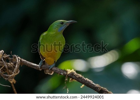 Orange-bellied Leafbird The head, upper body, neck, chest, wings and tail are green, the lower chest, belly and underside are yellow-orange.