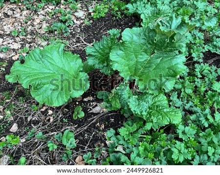 Rhubarb growing in the garden, organic green leafy vegetables