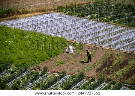 Farmer doing agricultural work in the green rural terraced vegetable field in Central Java, Indonesia 
