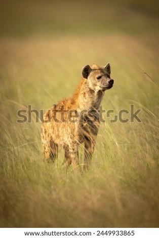 A Hyena in the wilderness 