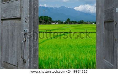 Scenery pictures of rice fields and nature. for making background