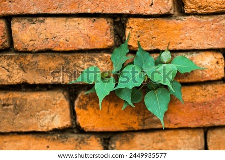 Pictures of small trees plants in the brick wall in temple of Thailand country.