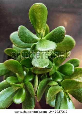 jade plant picture taken from above