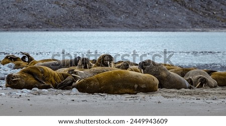 Young male walrus hauled out on the beach along the west coast of Spitsbergen, Svalbard