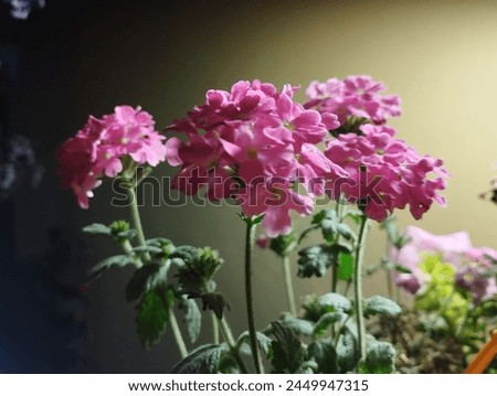 a click of a flower at night for people interested in flower picture