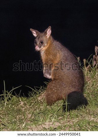 Brush-tailed Possum in New South Wales, Australia