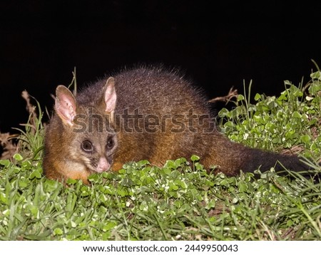 Brush-tailed Possum in New South Wales, Australia