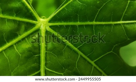 Close up picture of the fresh papaya tree leaf in the garden