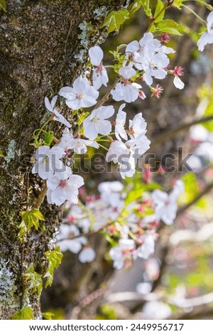 Cherry blossoms in full bloom Somei Yoshino