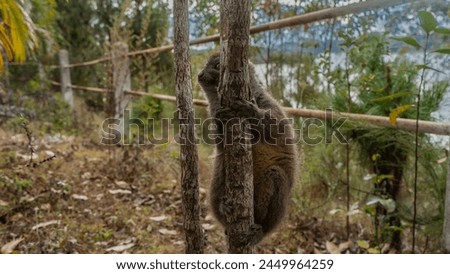A cute bamboo lemur Hapalemur griseus is sitting on a tree with its paws wrapped around the trunk. Fluffy brown fur, shiny eyes. Madagascar. Lemur Island.  Nosy Soa Park Royalty-Free Stock Photo #2449964259