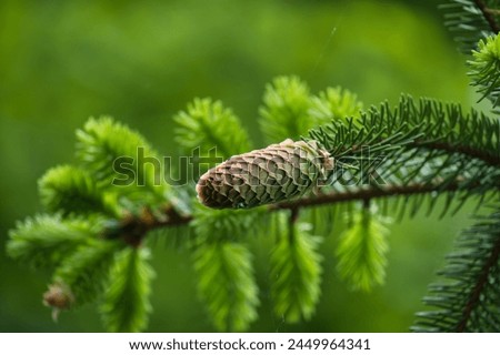Close up of a green fir cone on a fir tree branch, young fir cone showing a green hue with hints of pink at its tips Royalty-Free Stock Photo #2449964341