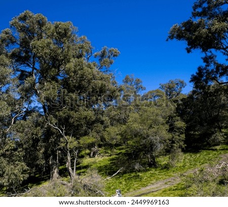 Eucalyptus gomphocephala, tuart, is a species of tree and is one of the six forest giants of Southwest Australia trees growing to a height of 10 to 40 m give habitat for birds and ring tailed possums.