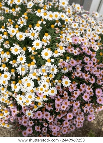 Daisy flower. White Daisy Flower. White Flower. Daisy background.