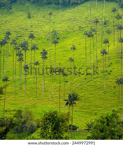 Lush green landscape of Valle del Cocora, dotted with towering wax palms, Colombia’s national tree, under a bright sky