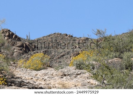 Sonora desert landscape as it is. Colors in this photo are not enhanced.