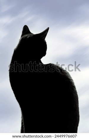Black cat looking out the window silhouette