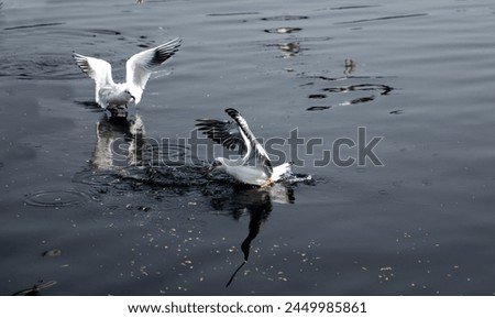 Birds playing in the river, Picture taken date and Time 20 March 08 00 pm at Jabalpur Madhya Pradesh India Royalty-Free Stock Photo #2449985861