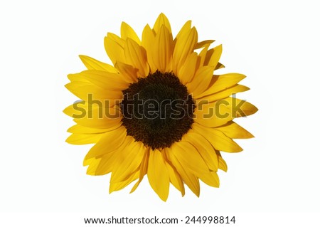 bright yellow sunflower closeup on white background