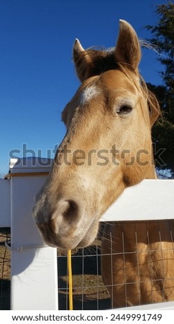 picture of a close-up of a horse 