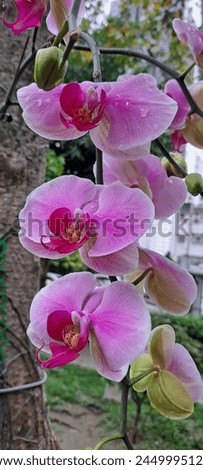 Pink Phalaenopsis Flowers Hanging from the Trunk of a Tree
