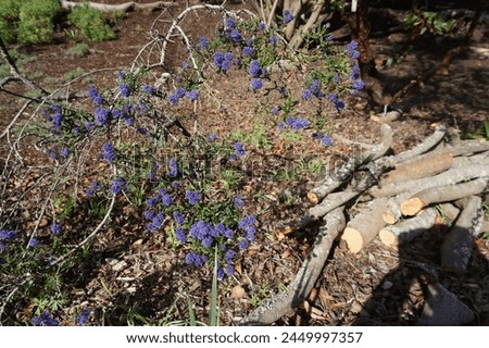Scientific name Ceanothus thyrsiflorus and common name lueblossom or blue blossom ceanothus