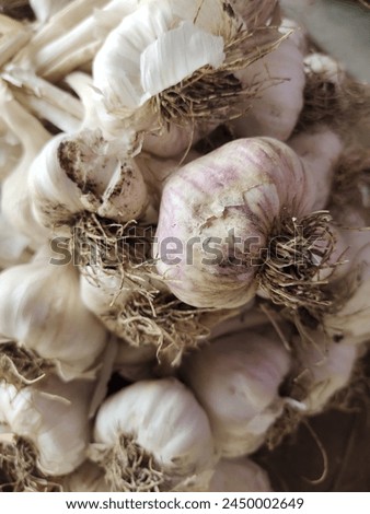 Garlic stock, vegetable, fresh, cooking, food, eat, healthy, organic, outdoor, farming, Nature, field, agriculture, harvasting 