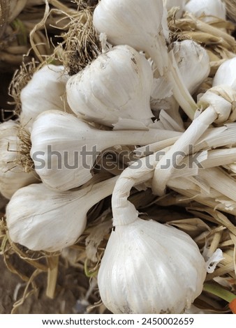 Garlic stock, vegetable, fresh, cooking, food, eat, healthy, organic, outdoor, farming, Nature, field, agriculture, harvasting 