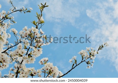 cherry blossom in the clean blue sky in spring season in Japan. In the Sakura time the cherry flowers are become more beautiful.  