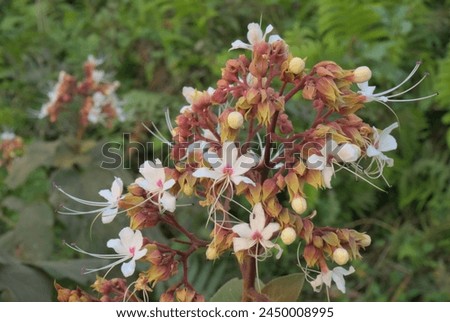 Clerodendrum infortunatum or Bhat flower, tropical, medicinal wild flower. Royalty-Free Stock Photo #2450008995