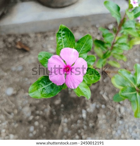 Bokeh background of purple flowers blooming beautifully in a home garden