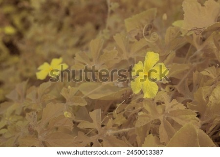 infrared image of momordica charantia yellow flowers growing around the wild bushy meadow.