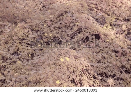 infrared image of momordica charantia yellow flowers growing around the wild bushy meadow.