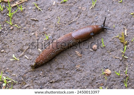 Spanish slug on the soil in a garden Royalty-Free Stock Photo #2450013397