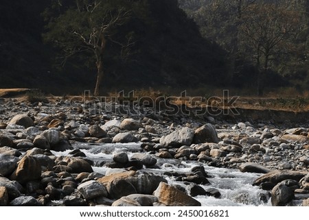 terai-dooars region of west bengal at dudhia. beautiful mountain stream (balason river) flowing through the valley, himalaya foothills area in india Royalty-Free Stock Photo #2450016821