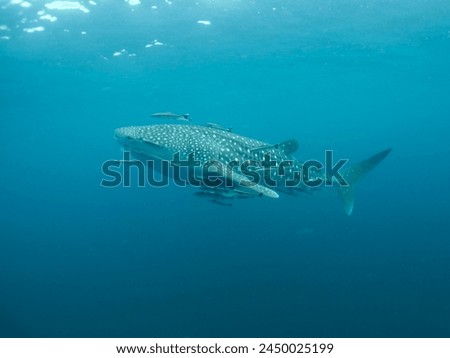 Individual Whale Shark encounter. Rhincodon typus is an endangered marine animal, a vulnerable species in a tropical blue  green water environment, a natural daylight color ambient background.     