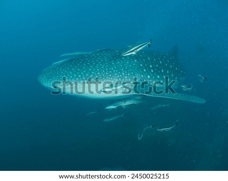 Whale Shark (Rhincodon typus). Closeup side portrait body pattern for unique individual exotic identification while filter feeding at shallow water near sea surface of tropical Indo Pacific Ocean.