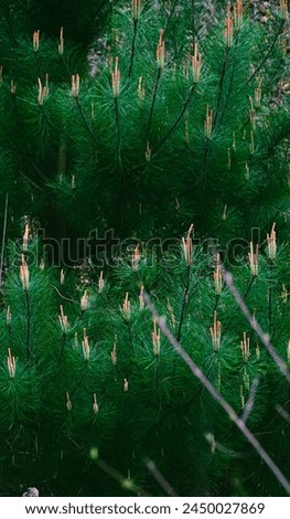 Close-up photo of fresh green pine tree