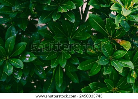 Background texture of lush green leaves