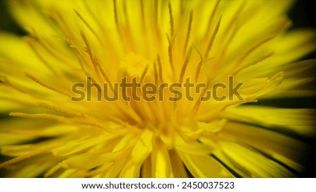 A stunning dandelion flower in full bloom, symbolizing hope and new beginnings. The bright yellow color represents happiness and joy, contrasting beautifully with the blurred green background.