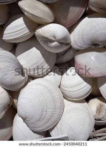 White seashells clams Summer vibes