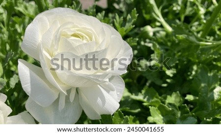 A single white ranunculus in spring