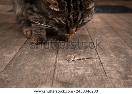 The cat hunter caught and brought the mouse to the porch of the house.