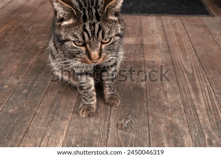 Portrait of a striped cat catching a mouse, the mouse is lying in front of the cat.
